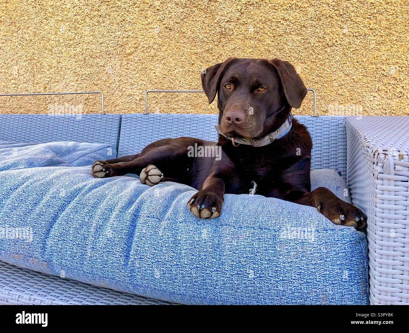 Labrador marrón chocolate relajante en el sofá. Foto de stock