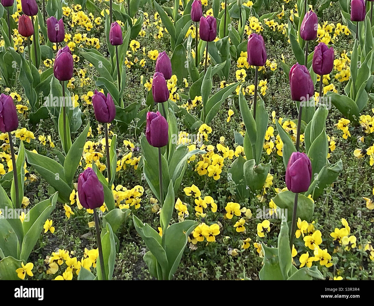 Primavera en Escocia: Tulipanes púrpura y pensamientos amarillos de invierno en el centro de Aberdeen Foto de stock