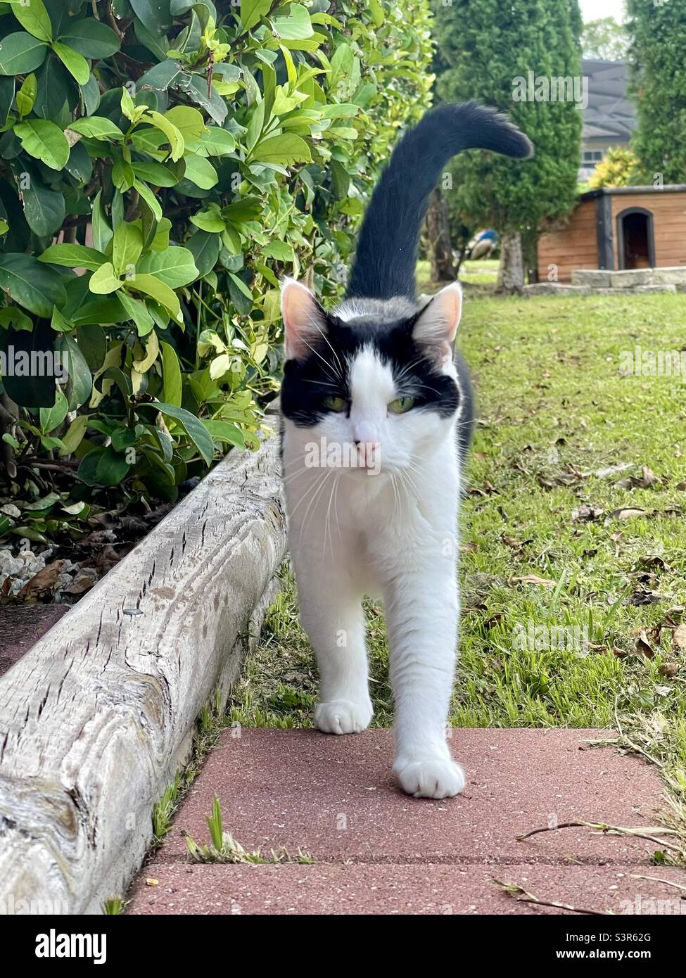 Gato doméstico blanco y negro fuera caminando junto a arbustos, hacia la cámara sobre la extendedora roja, con casa de mascotas en el fondo, día soleado al aire libre Foto de stock