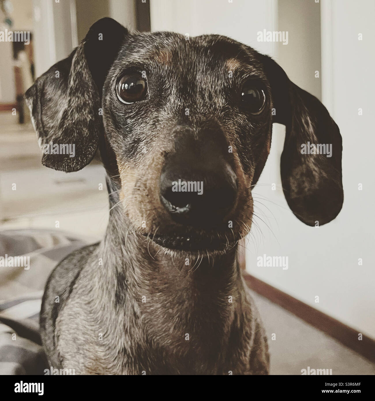 Perro salchicha cara fotografías e imágenes de alta resolución - Alamy