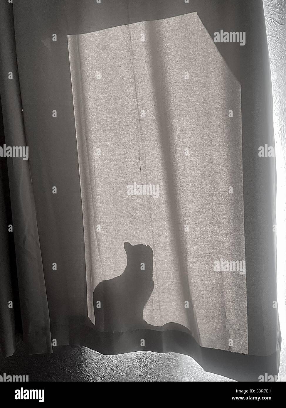 Silueta sombra de gato detrás de cortina en ventana soleada, tonos apagados con contraste Foto de stock