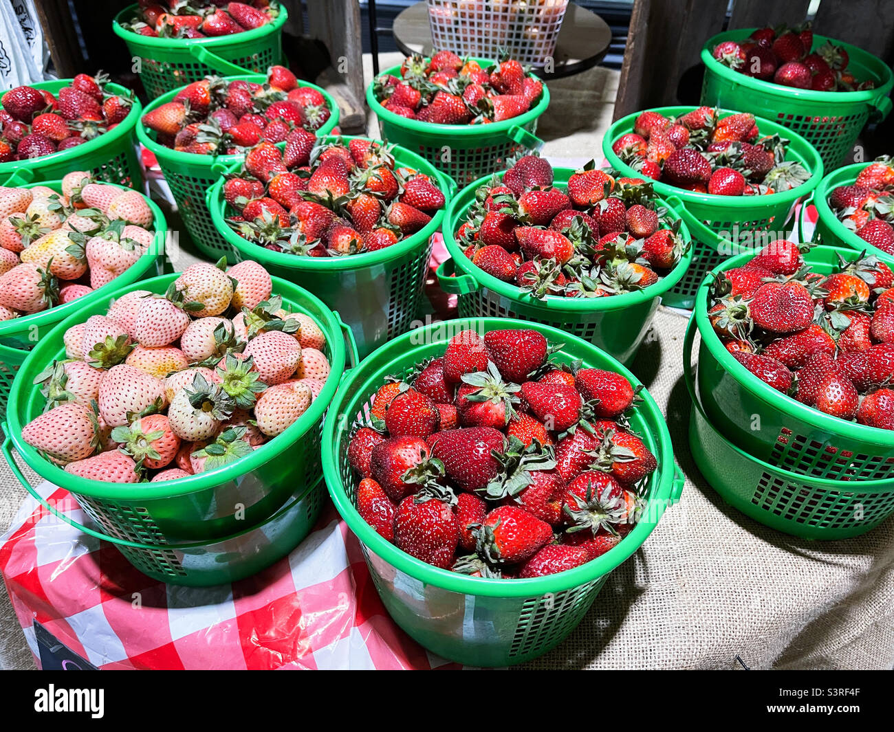 Fresas enteras orgánicas frescas recién escogidas en un usted elige su propio mercado de agricultores. Foto de stock