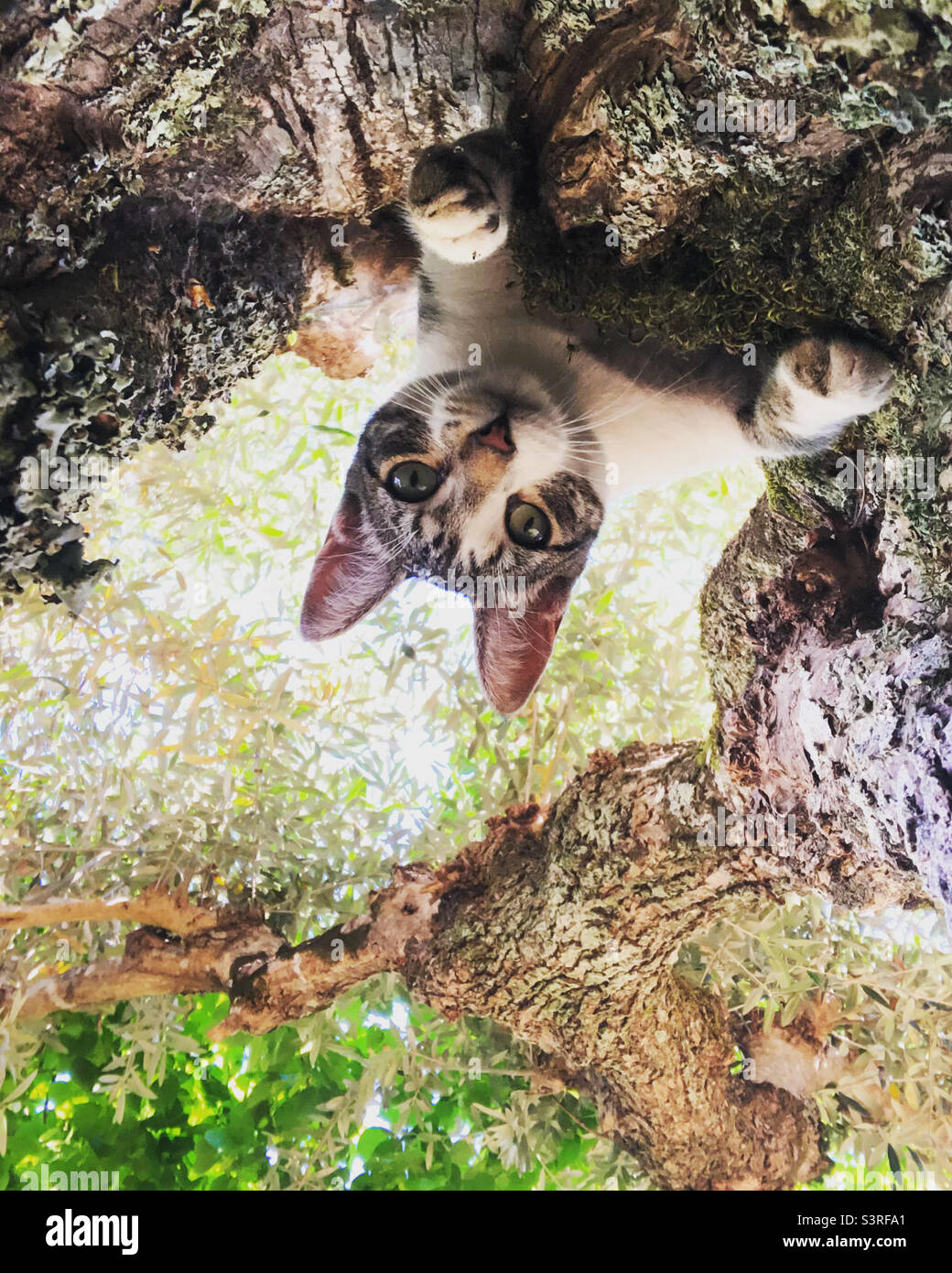 Gato mirando hacia abajo a la cámara desde un ángulo inusual en un árbol Foto de stock