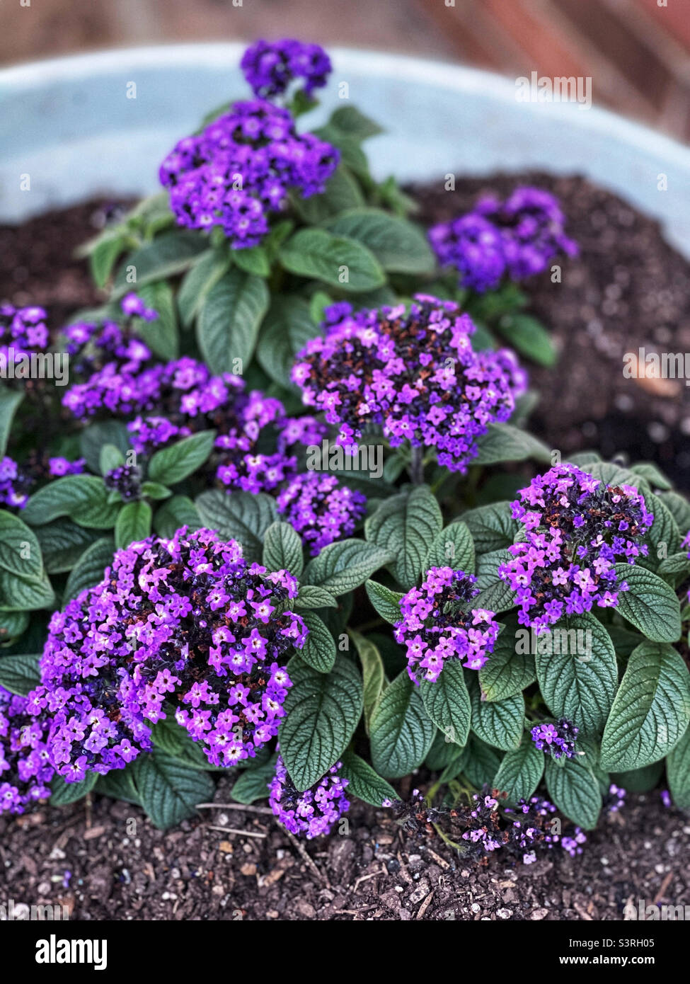 Hermosas flores púrpuras de la planta del heliotropo. Foto de stock