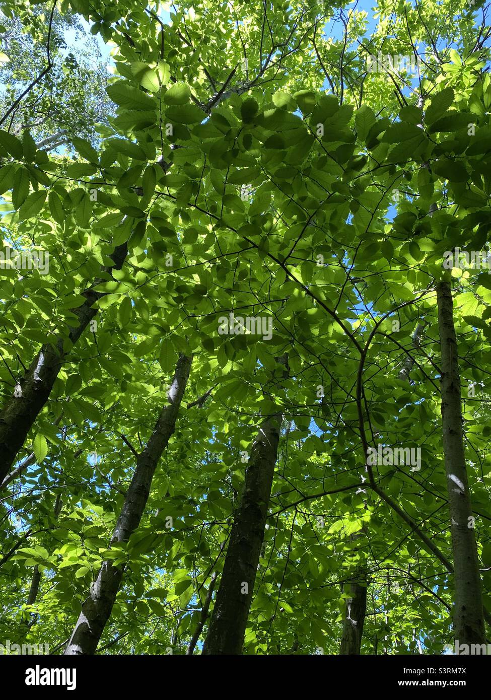 Árboles de verano en el bosque Foto de stock