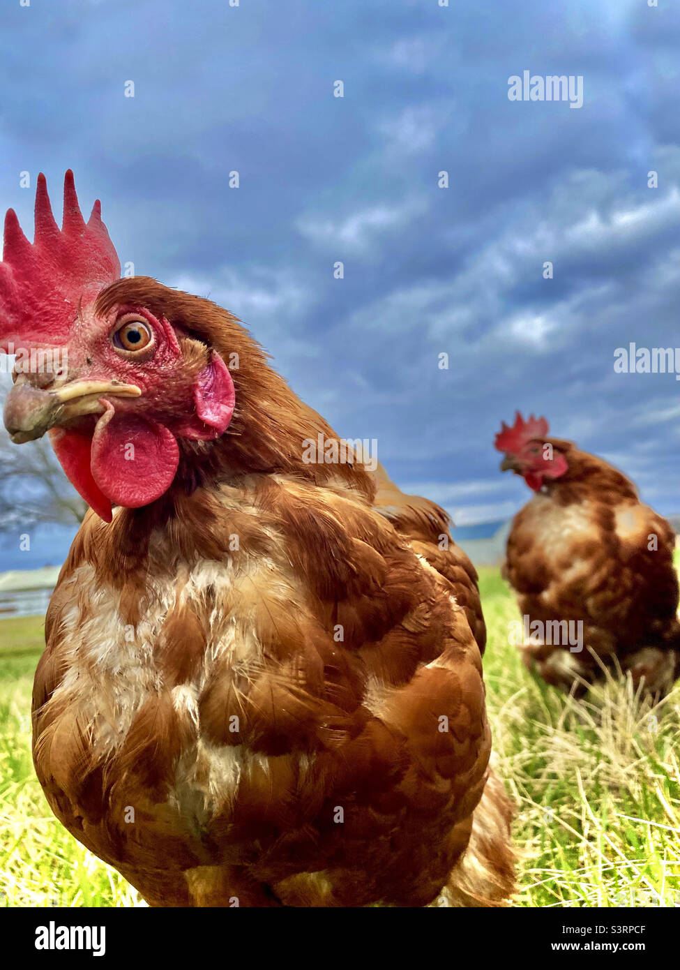 Vista desde el suelo de dos pollos marrones en césped verde con hermoso cielo azul nublado. Colores vibrantes. Pollos interesantes. Foto de stock