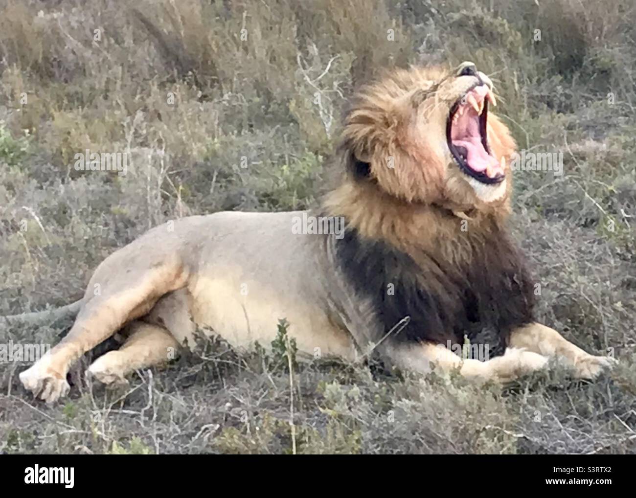 Bostezo de león en Gondwana Foto de stock