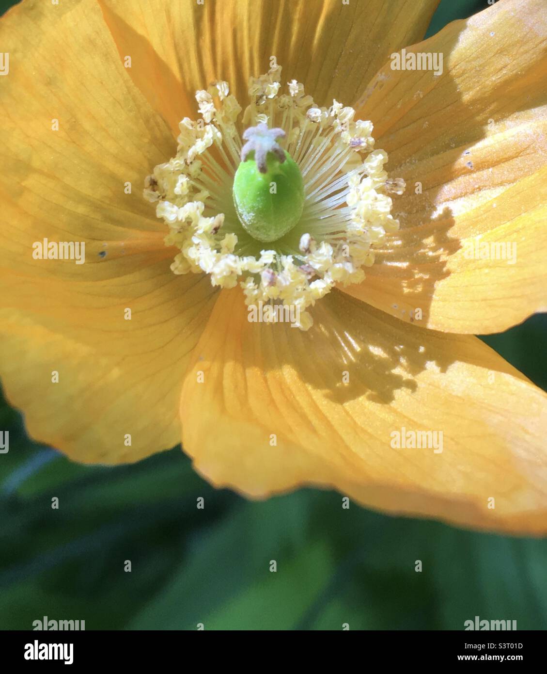 Flor, dorado, amarillo, blanco, verde, uno, la naturaleza, el jardín, la belleza de la amapola Foto de stock