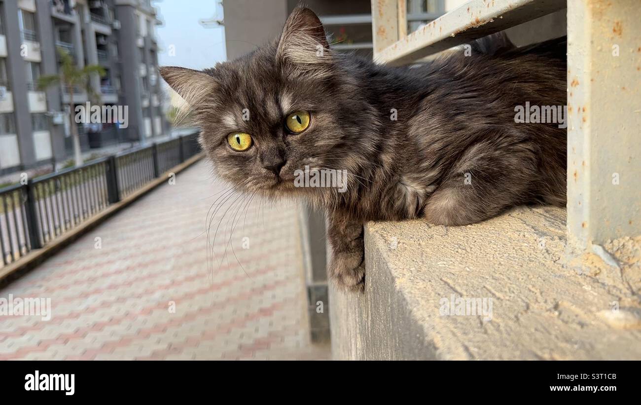 Gato shiraz negro disfrutando del sol Foto de stock