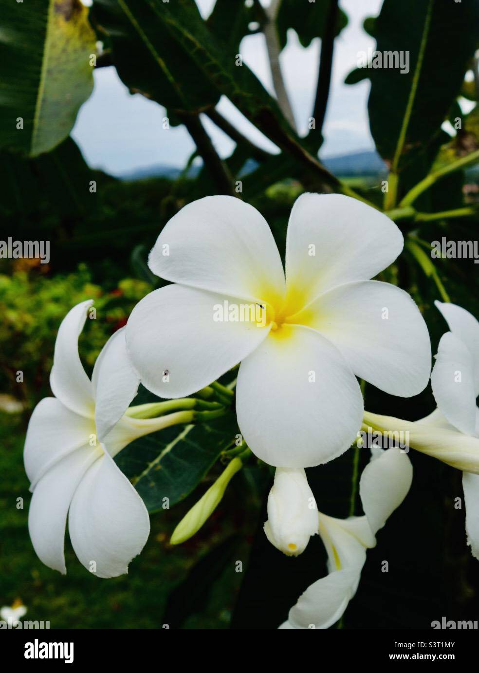 Flores exóticas en flor, Langkawi Foto de stock