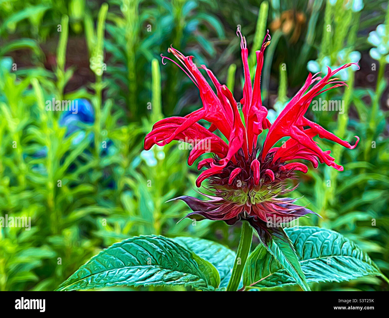 Hermosa flor de salvia de color rojo fresco. Alias sabio. Foto de stock