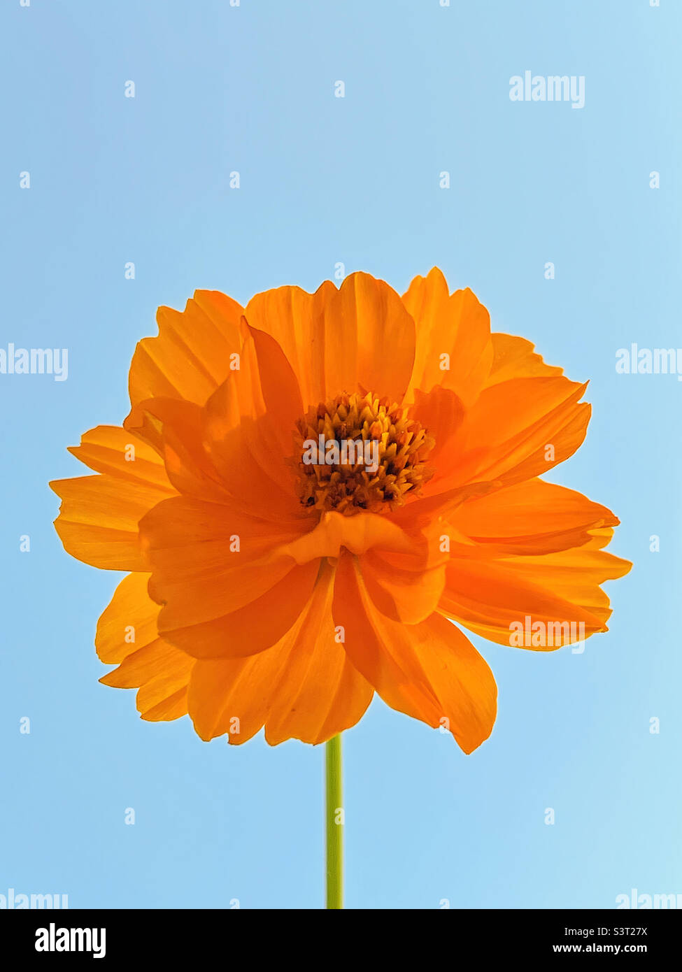 Flor Cosmos de color naranja. Foto de stock