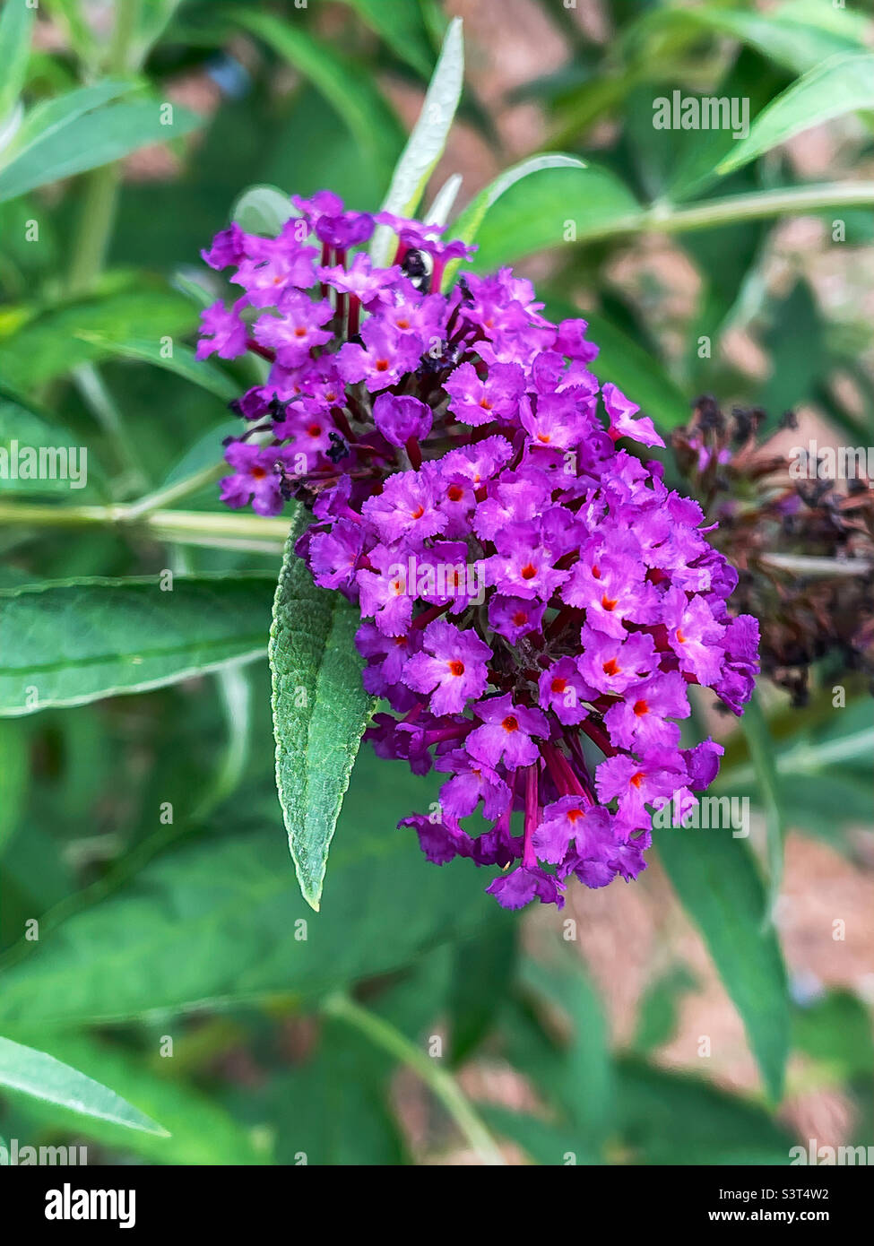 Pétalos de flores húmedas de un arbusto de mariposas de color púrpura. Foto de stock