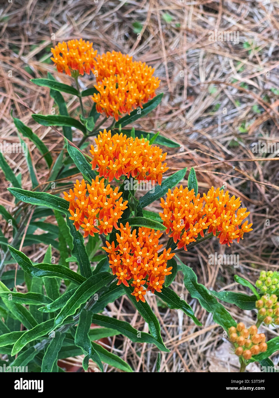 Flores de color naranja de la planta de la mariposa maleza. Foto de stock