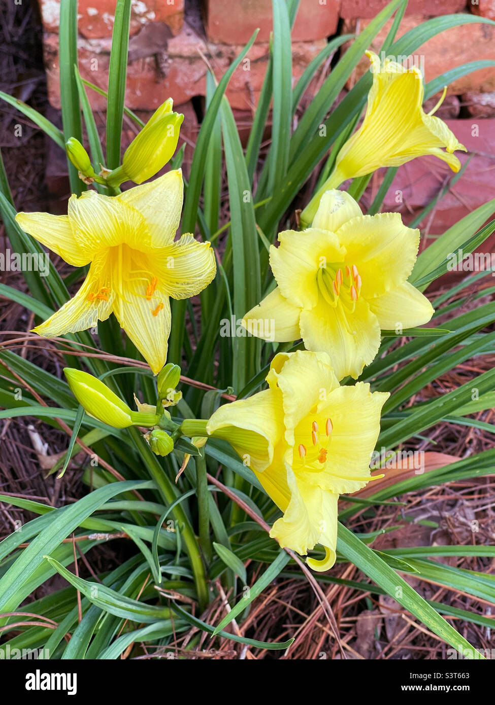 Hermosas flores de color amarillo de color amarillo que crecen en un jardín al aire libre. Foto de stock