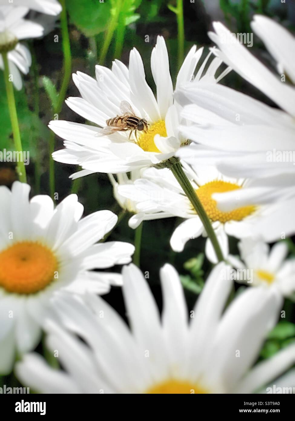 Sunfly en Ox Eye Daisy, margaritas blancas y amarillas con tallos verdes y moscas amarillas y negras. Foto de stock