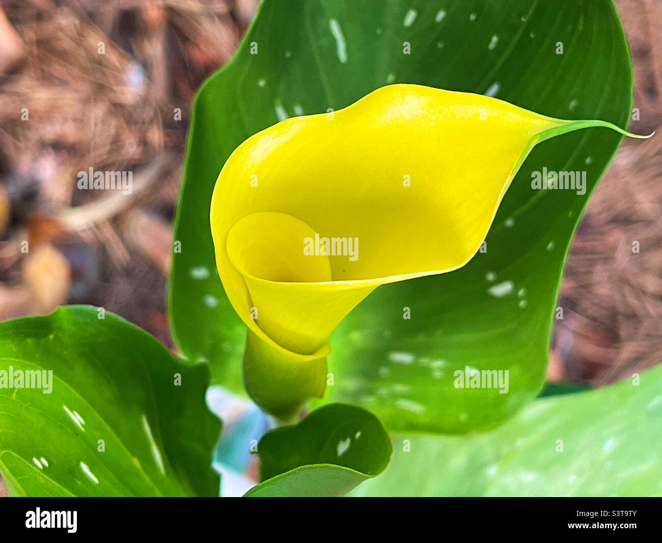 Hermosa flor de lirio calla. Foto de stock