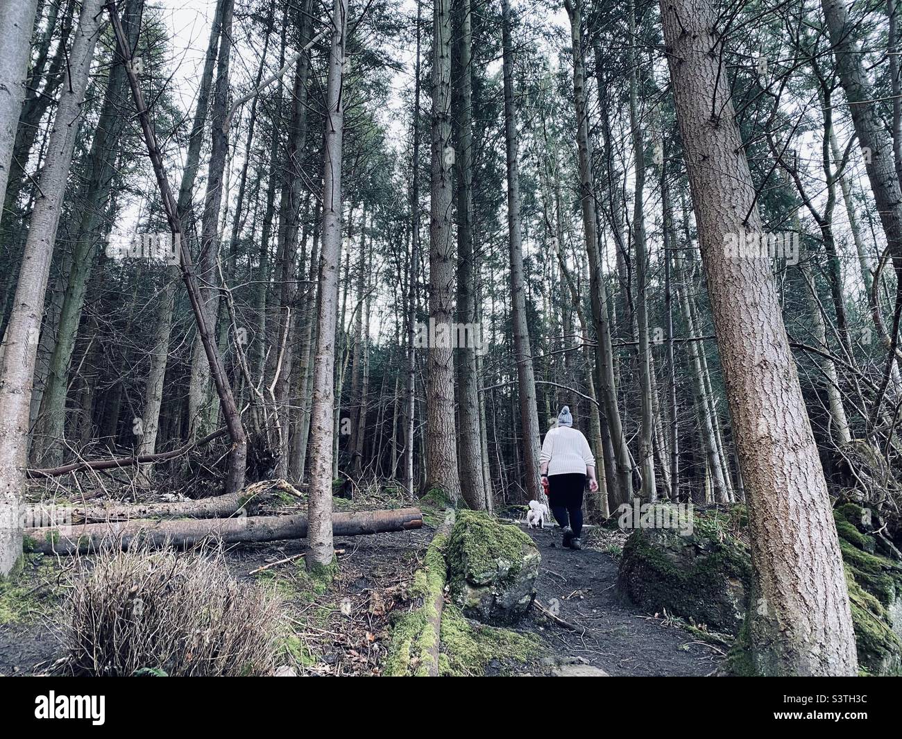 Vista trasera de una mujer caminando a un perro en los bosques de pinos Foto de stock