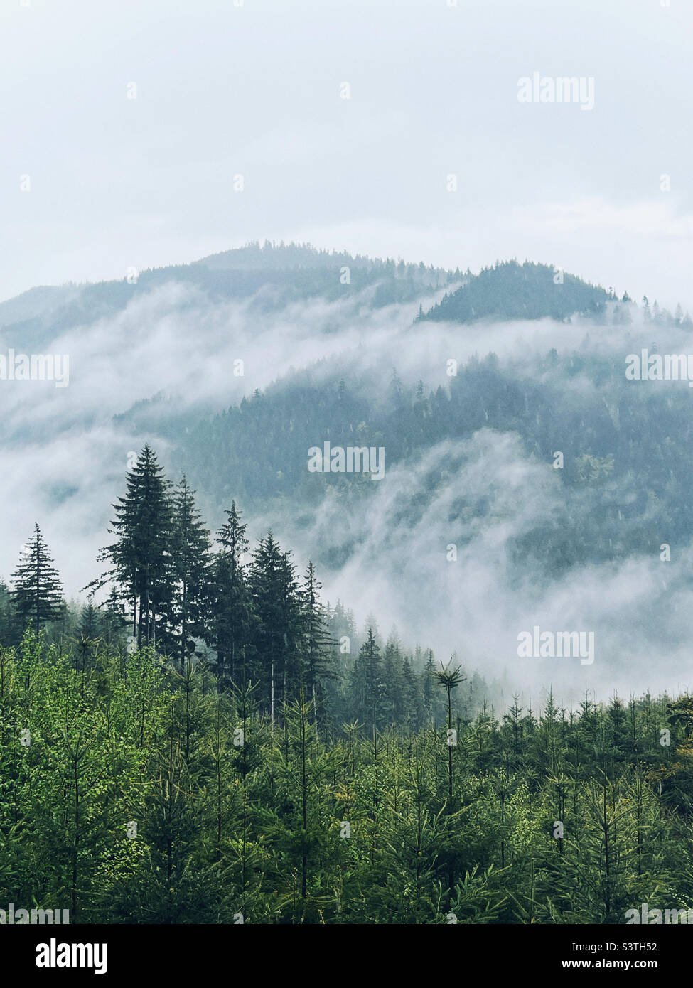 Bosque nuboso en las montañas brumosas pnw Foto de stock