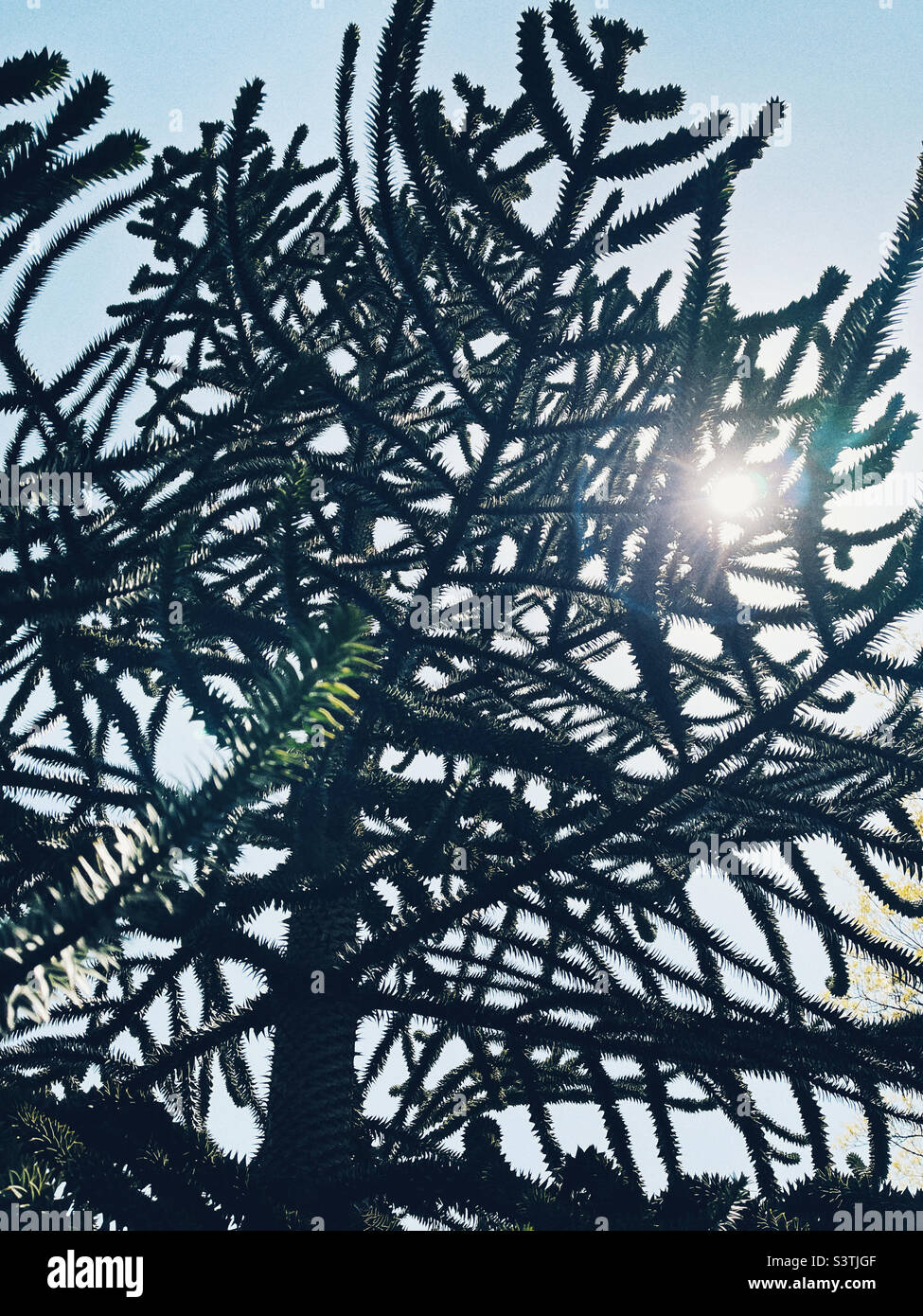 Puzzle de mono o araucaria silueta de árboles contra el sol Foto de stock