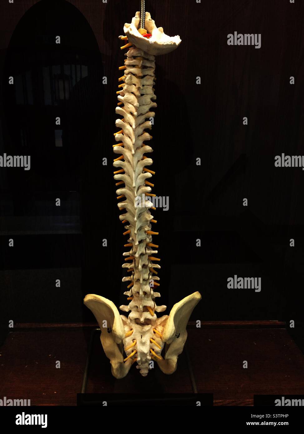 Una columna vertebral humana completa en exhibición, Ontario, Canadá. Foto de stock