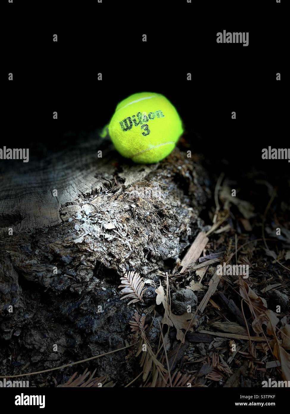 Retrato de una pelota de tenis desmenuzada sobre el tocón de un árbol. Foto de stock