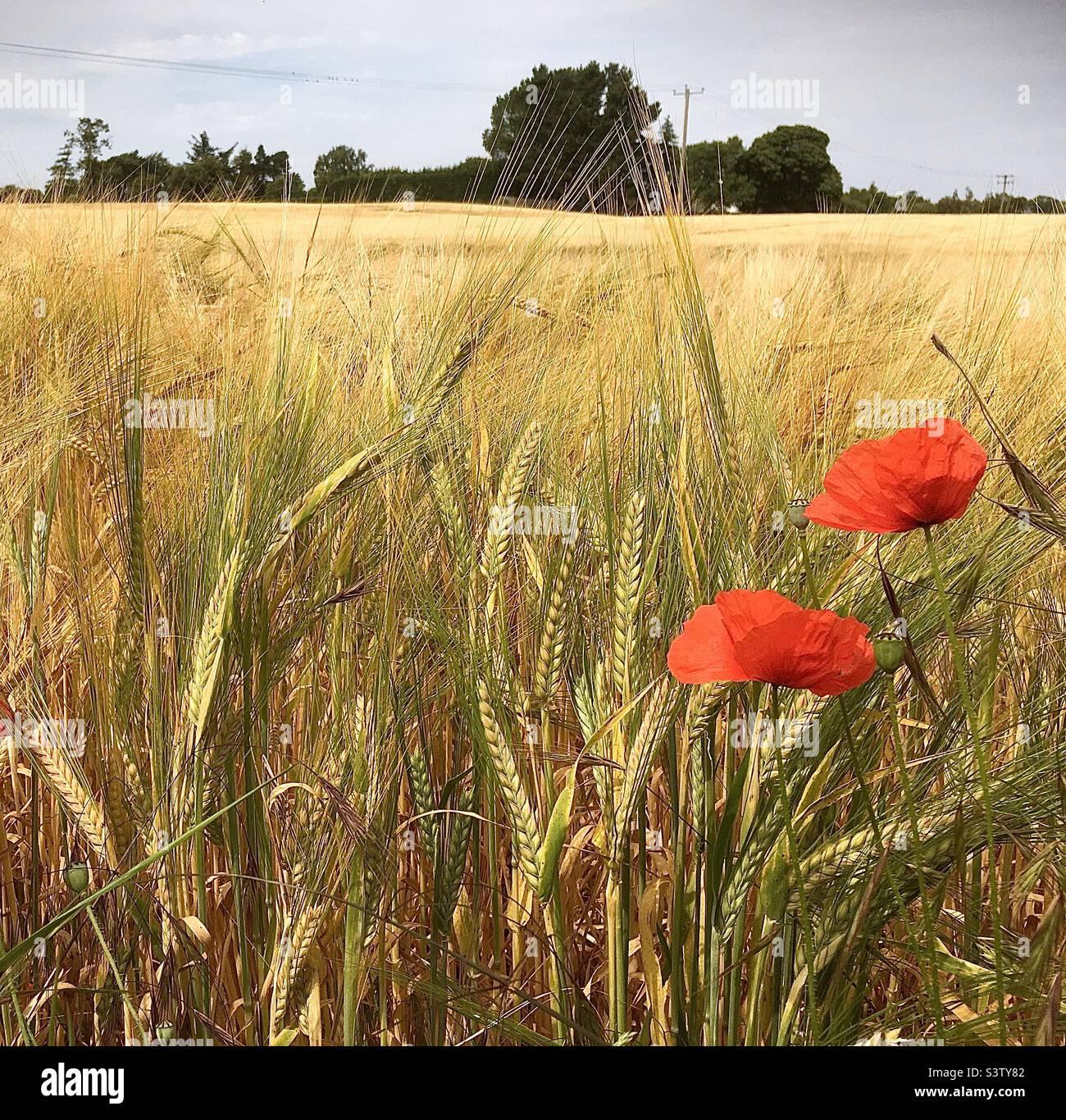 Amapolas, campo, trigo, campo de trigo, rojo, árboles de oro, amarillo, paisaje, naturaleza Foto de stock