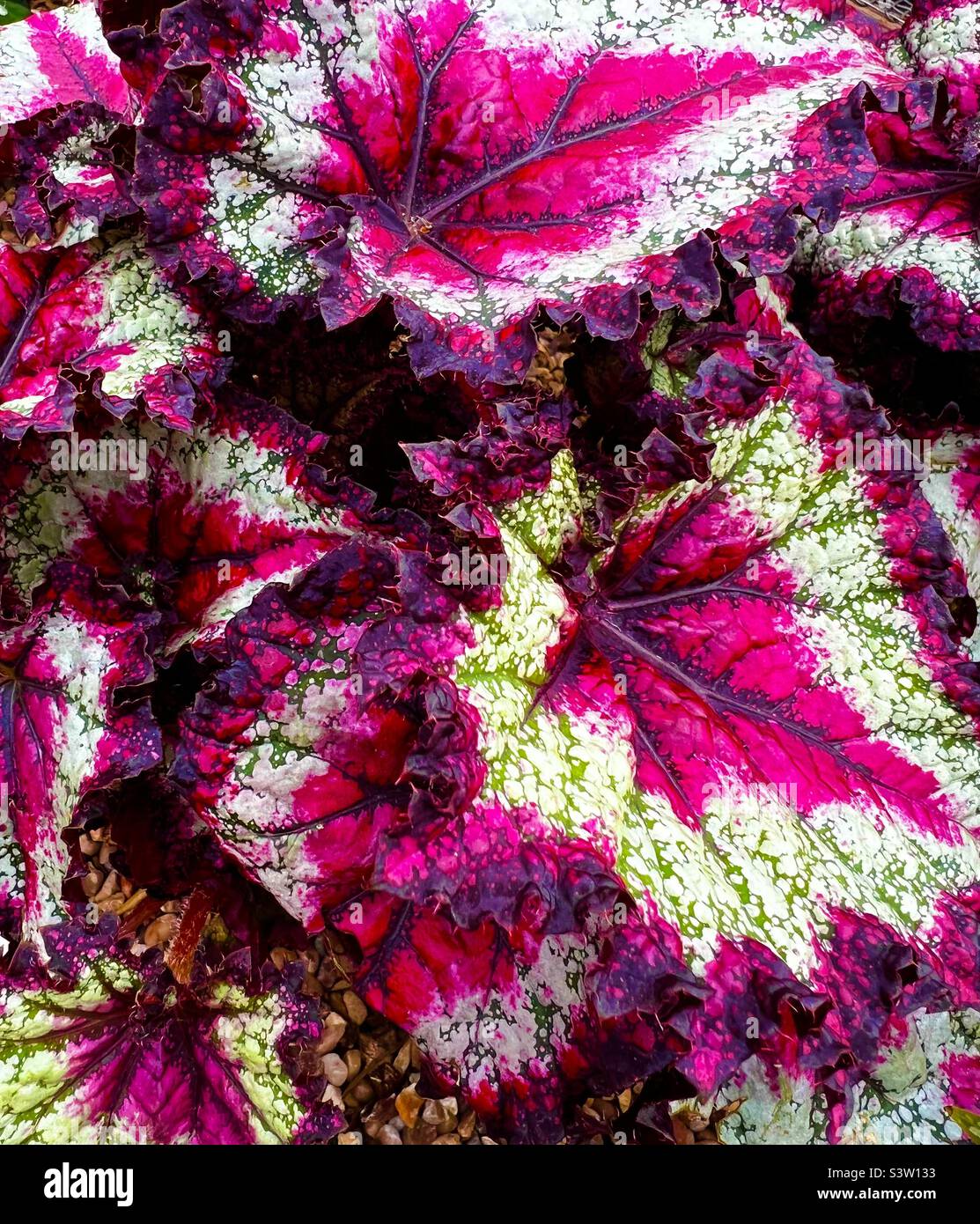 Planta de hojas de colores fotografías e imágenes de alta resolución - Alamy