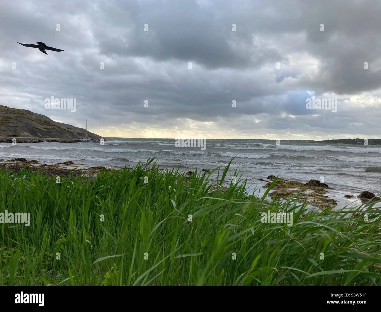 Un cuervo volando en el fuerte viento sobre una playa en la costa oeste sueca del mar báltico, Suecia Foto de stock