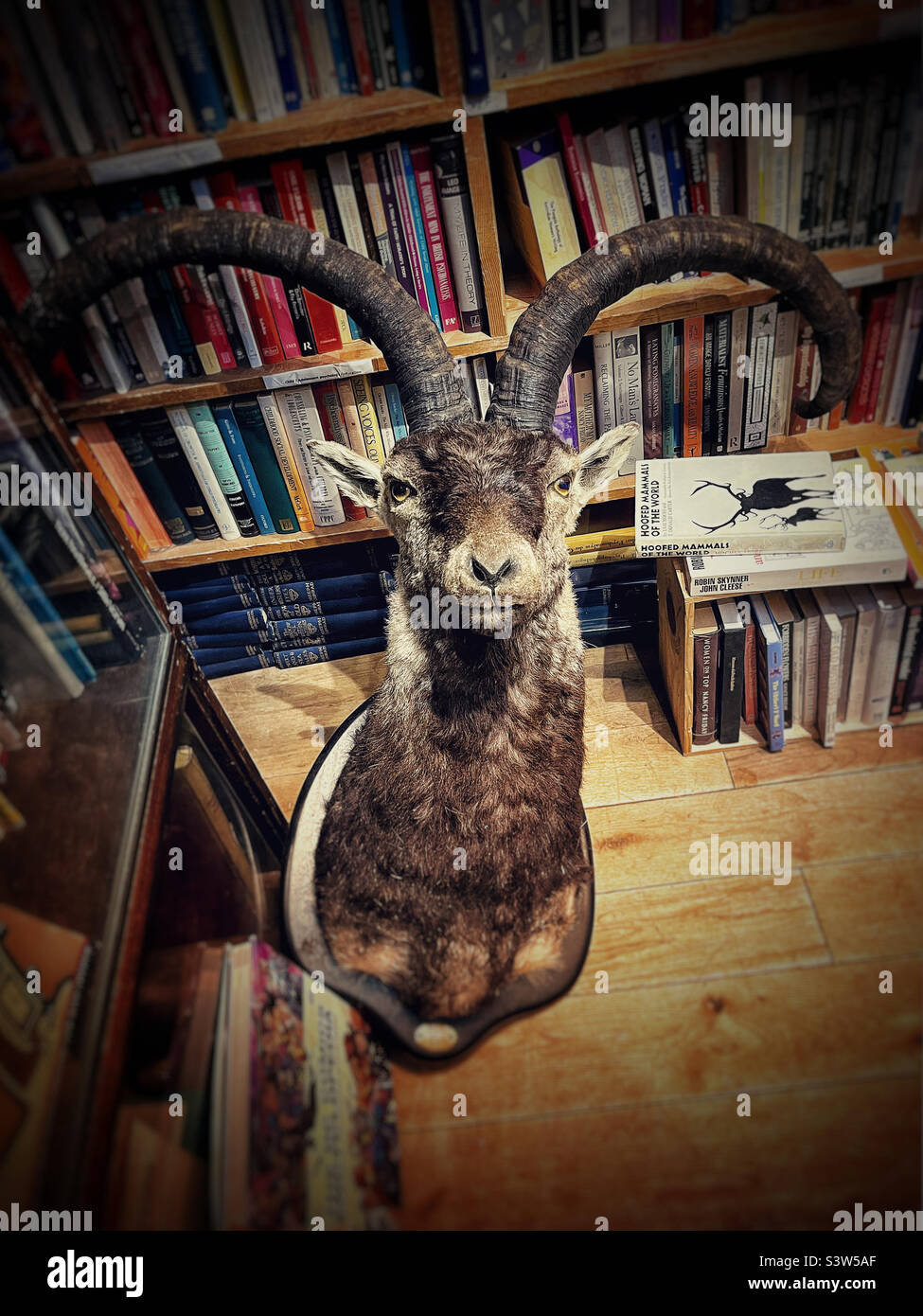 Taxidermy montado cabeza de oveja de muflón en el piso de la librería, Londres Foto de stock