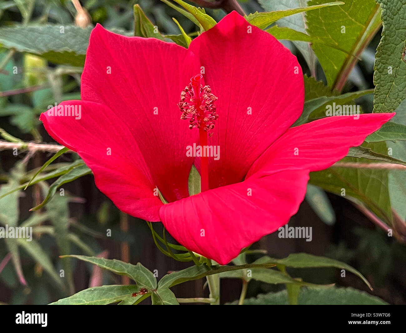 Flor hermosa de color rojo Hibiscus estrella de Texas. Foto de stock