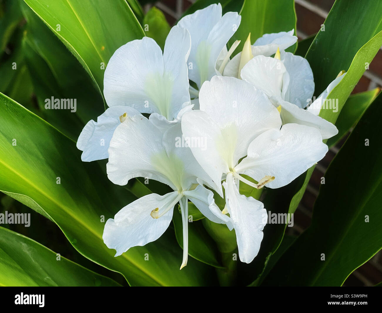 Flores de nenúfares de color blanco. Foto de stock