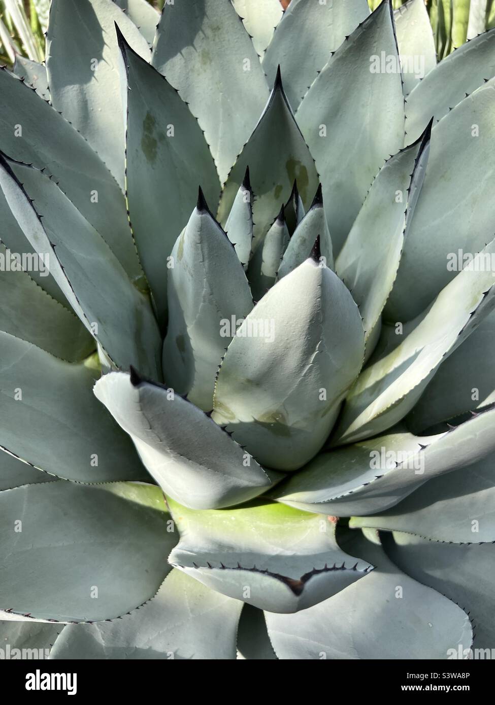 Plantas de clima calido fotografías e imágenes de alta resolución Alamy