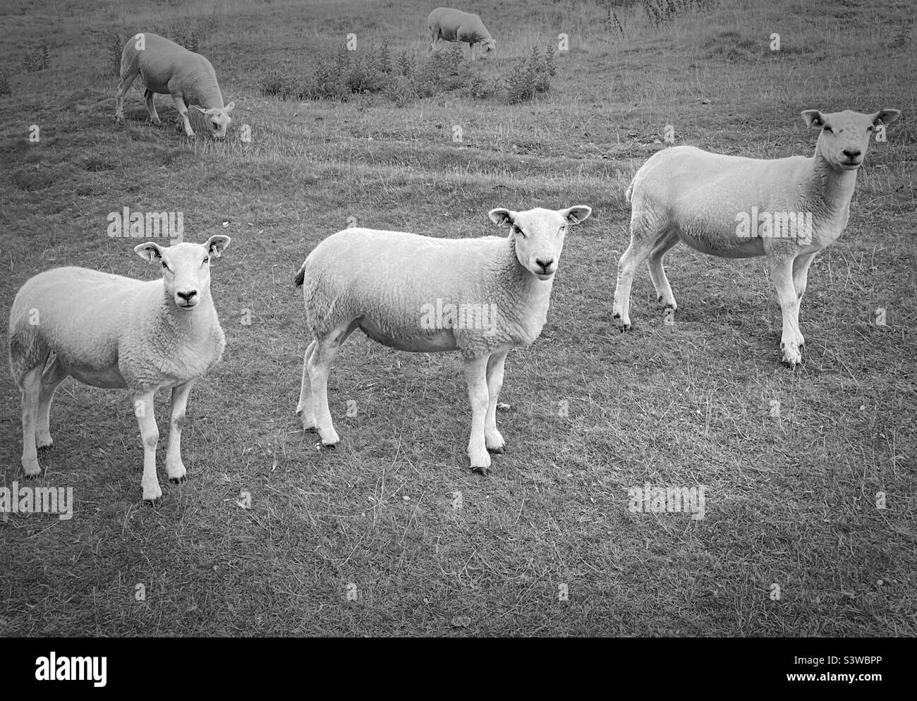 'On Parade' Tres ovejas posan para la cámara, todas alineadas y en el desfile en un campo de agricultores (Blanco y Negro) Foto de stock