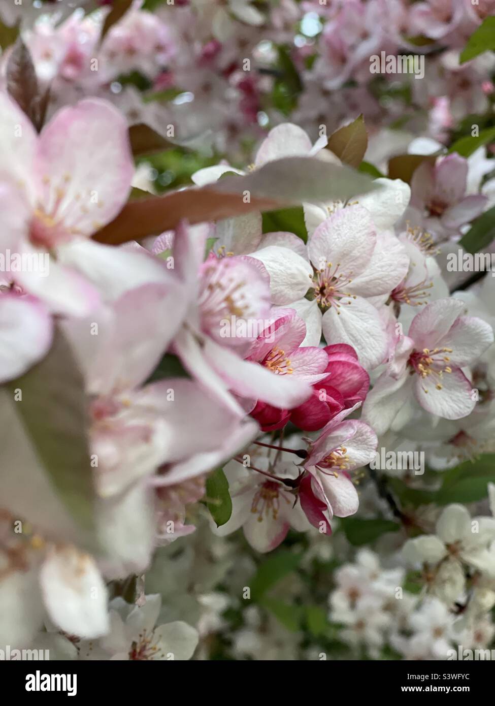 Hermosos cerezos en flor - signo de la primavera Foto de stock