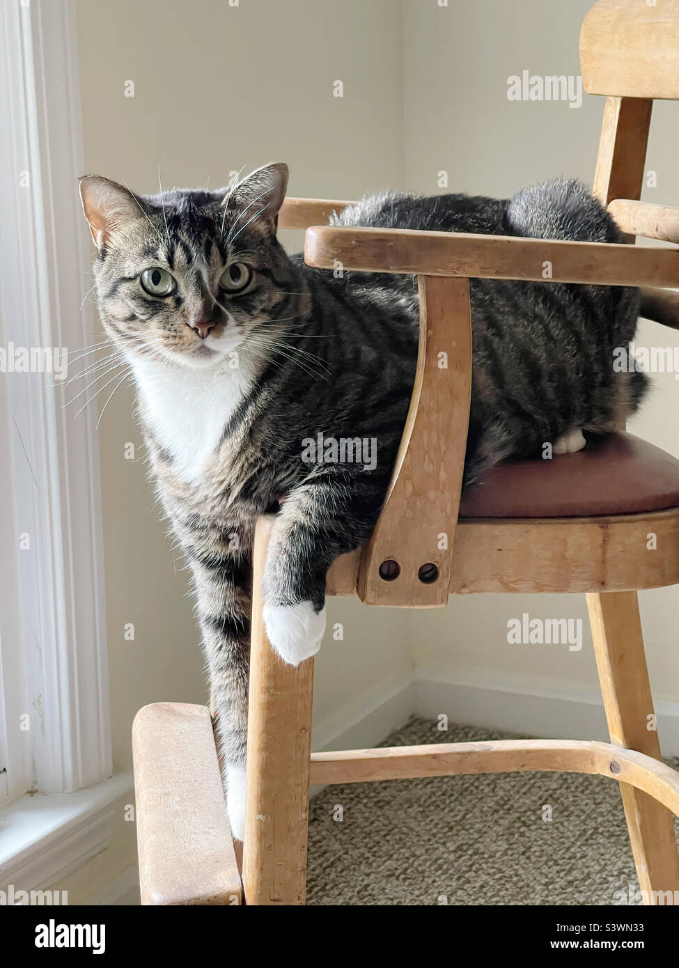 Gato doméstico de pelo corto descansando en una silla antigua. Foto de stock