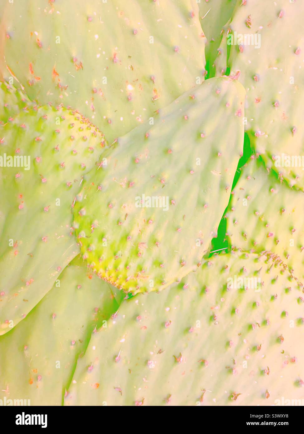 Vista descolorida de hojas de nopales verdes frescas para la venta en el mercado del jardín de productos frescos. Foto de stock