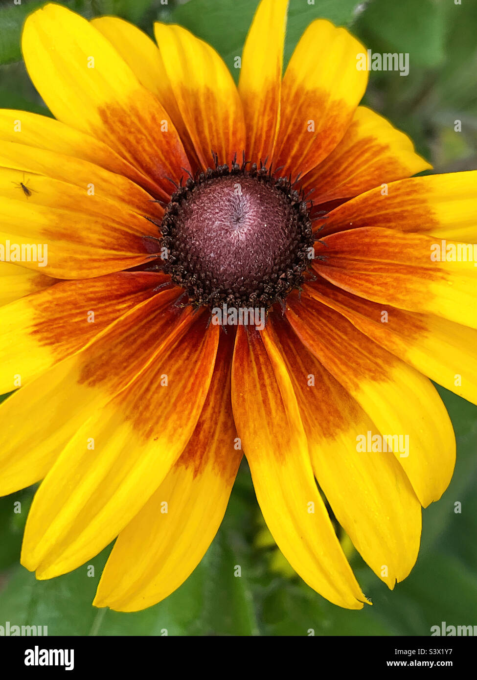 Rudbeckia aka flor de Susan de ojos negros. Foto de stock