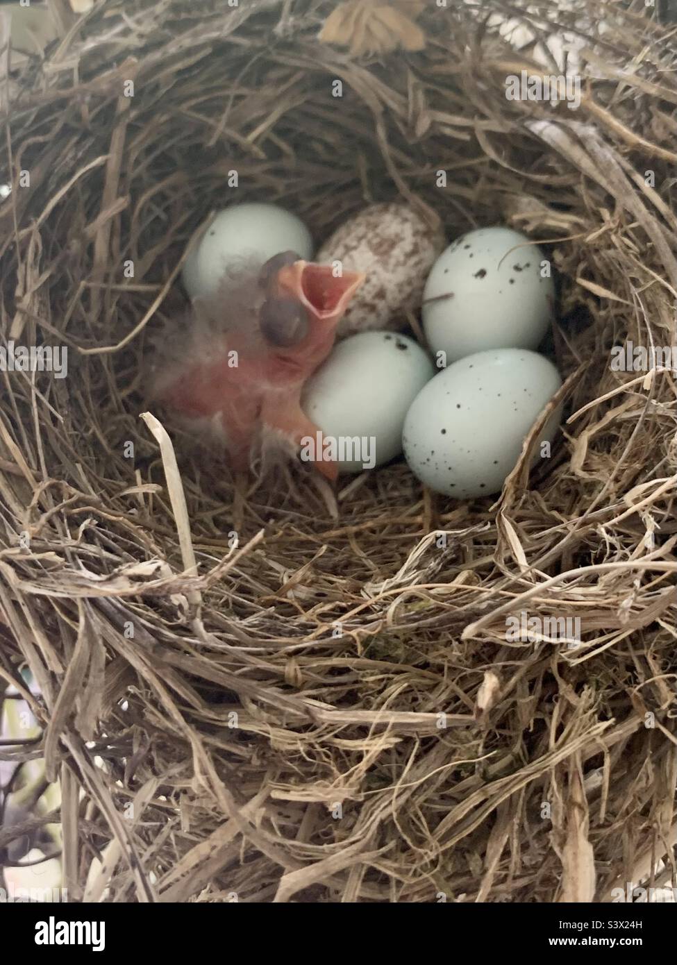 Pájaro pidiendo comida fotografías e imágenes de alta resolución - Alamy