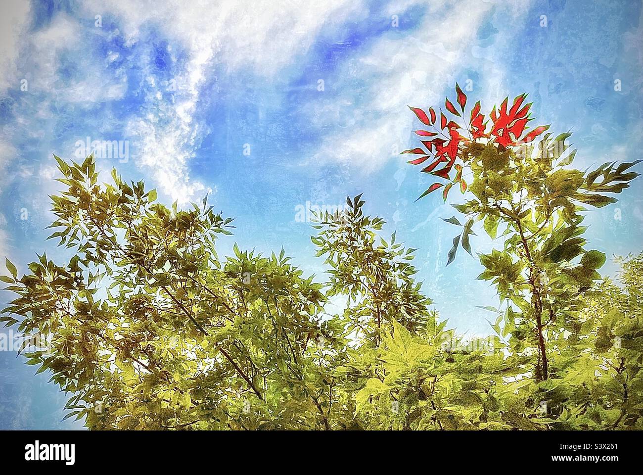 Las ramas de un fresno en nuestro patio trasero en Utah, EE.UU. Siendo finales del verano con el otoño que viene, cambié el tono en algunas de las hojas a su color del otoño para representar el cambio de estación próximo. Foto de stock