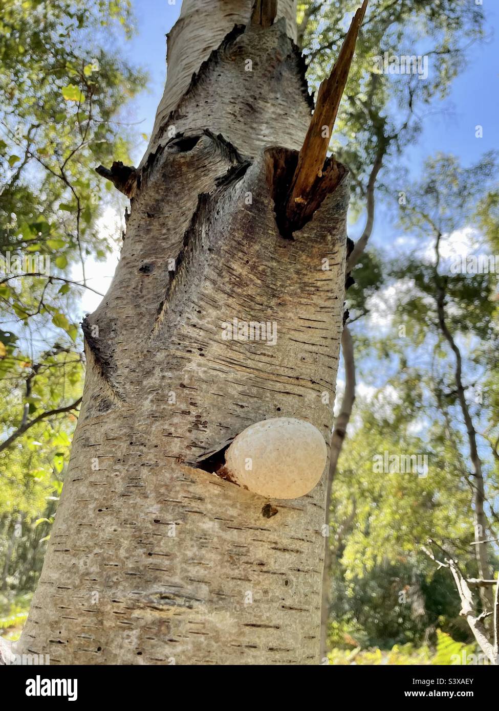 Las maravillas de la naturaleza. Este tronco de árbol se ve como una cara, con hongos que parece que el árbol está soplando chicle de su boca. Foto de stock