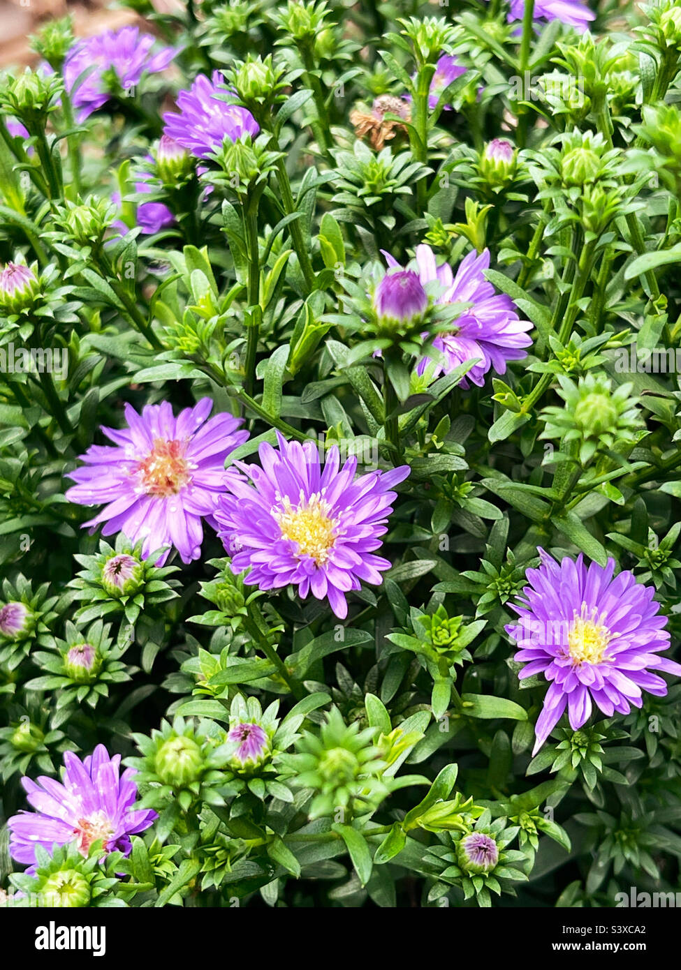 Flores hermosas de color púrpura del astro. Foto de stock