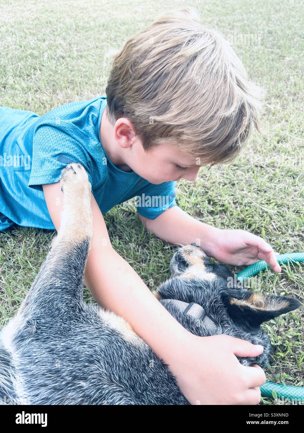 Cachorro Amor, niño acariciando perro Blue Heeler Foto de stock