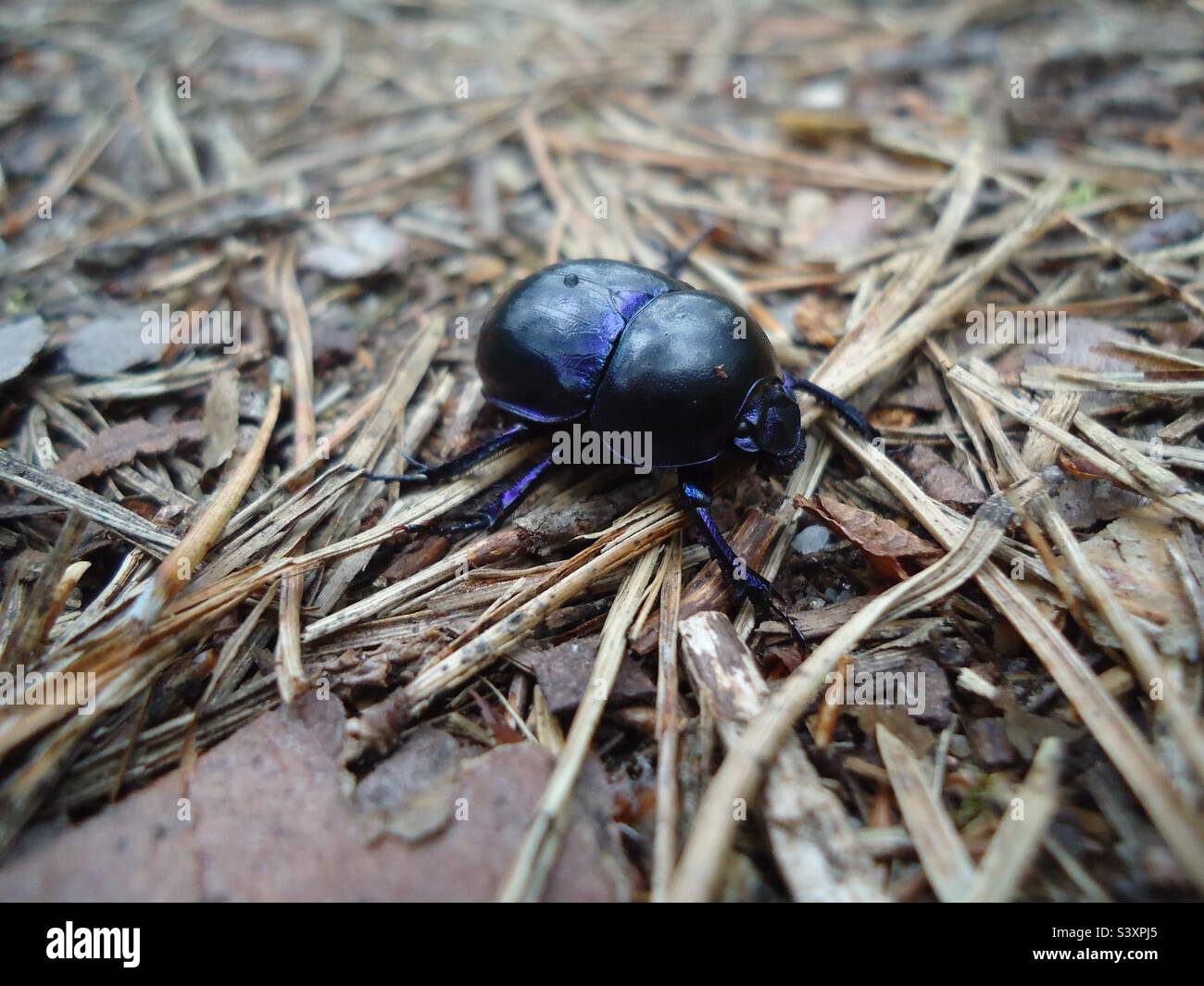 Escarabajo marino oscuro, escarabajo dor (Geotrupes stercorarius), en el suelo del bosque salpicado de agujas de pino Foto de stock