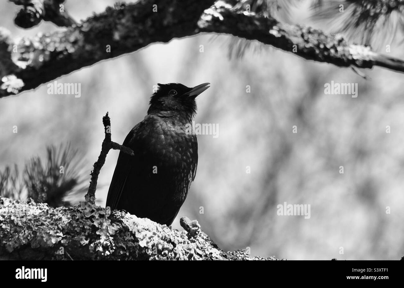 pájaro en una rama en blanco y negro Foto de stock