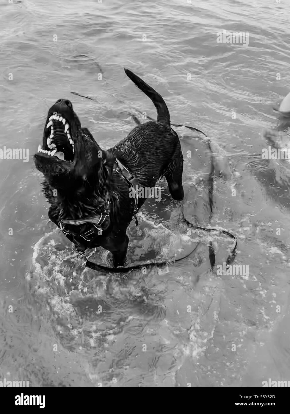 Cancion perro Imágenes de stock en blanco y negro - Alamy