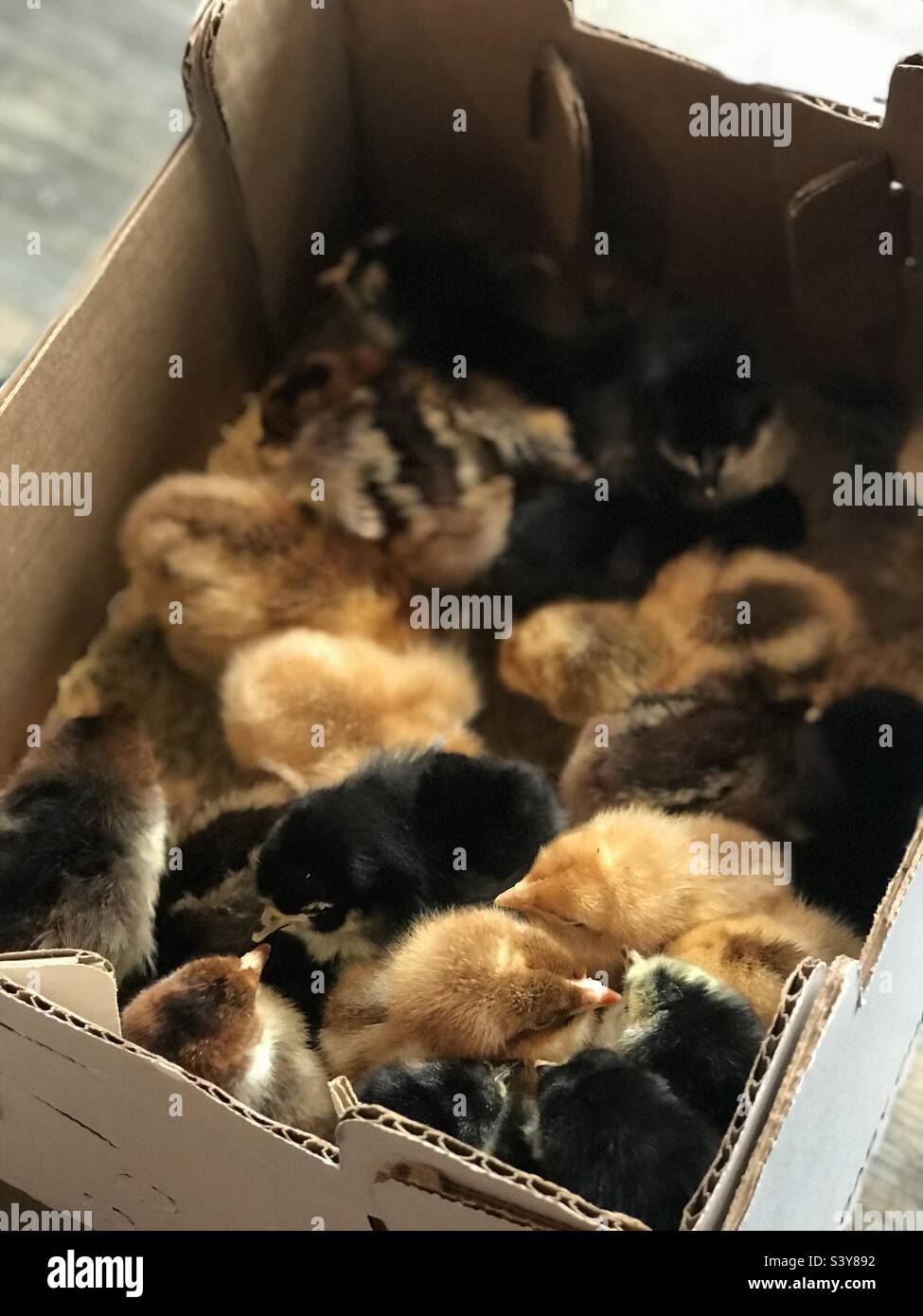 Caja de pollos para bebés de oro, marrón y negro Foto de stock