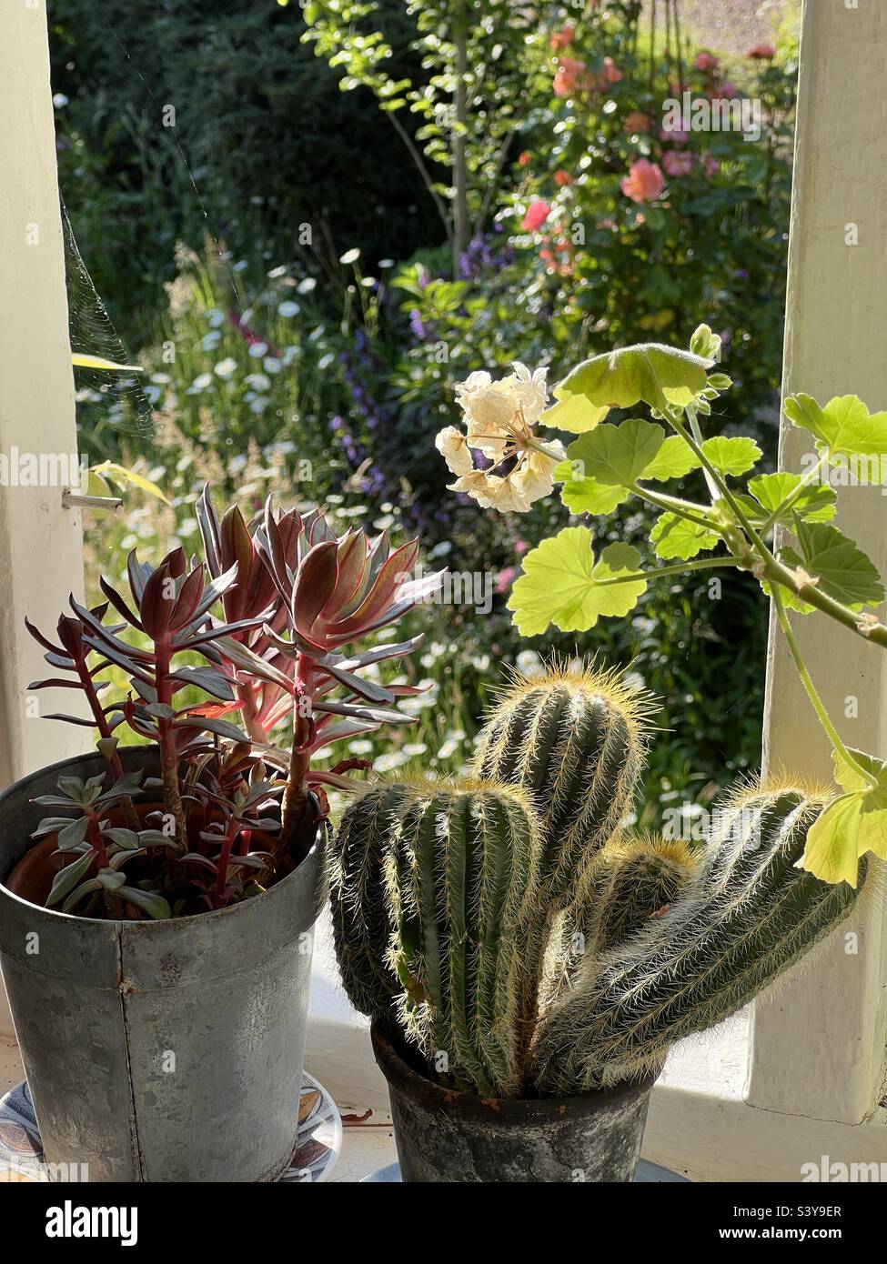Casa plantas cactus y suculento sentado en el umbral de la ventana abierta con vistas al jardín de la cabaña en verano Inglaterra Foto de stock