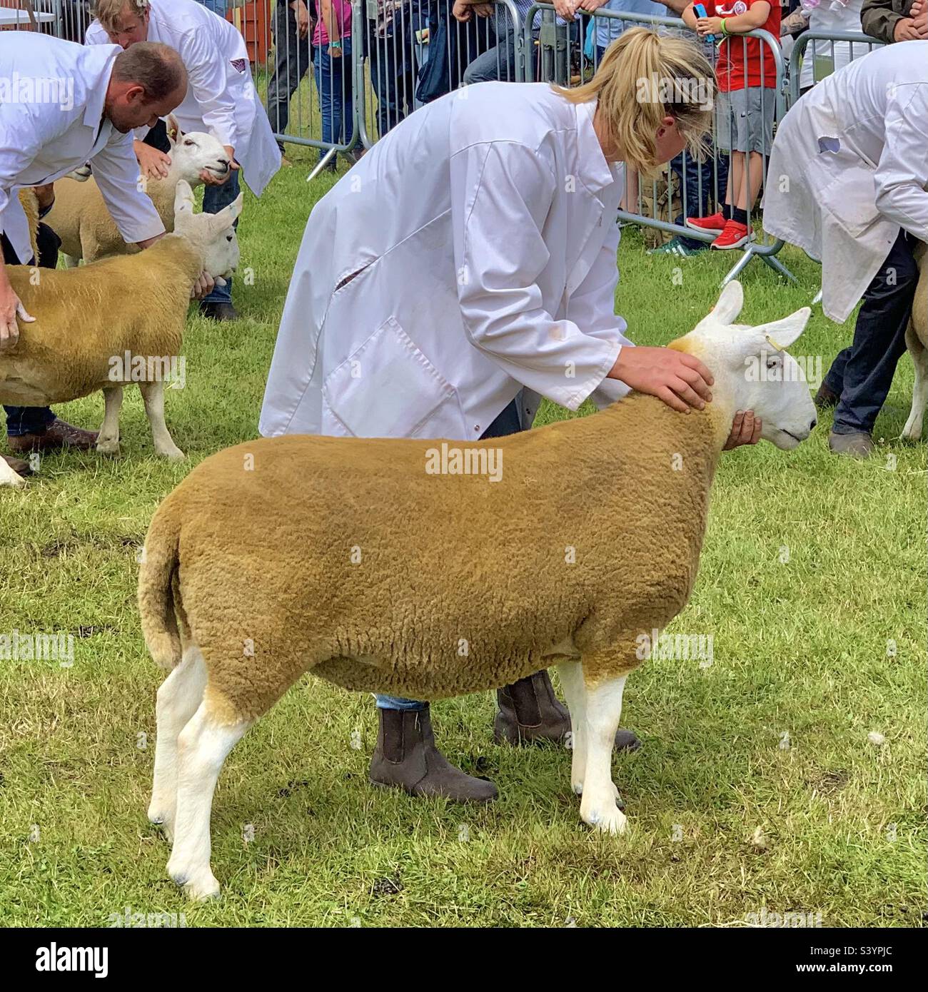Las jóvenes manejadoras de ovejas rubias llevan la cabeza de ovejas ganadoras listas para ser juzgadas frente a las multitudes en el espectáculo del condado de Devon, Westpoint Arena, Exeter, Inglaterra Foto de stock