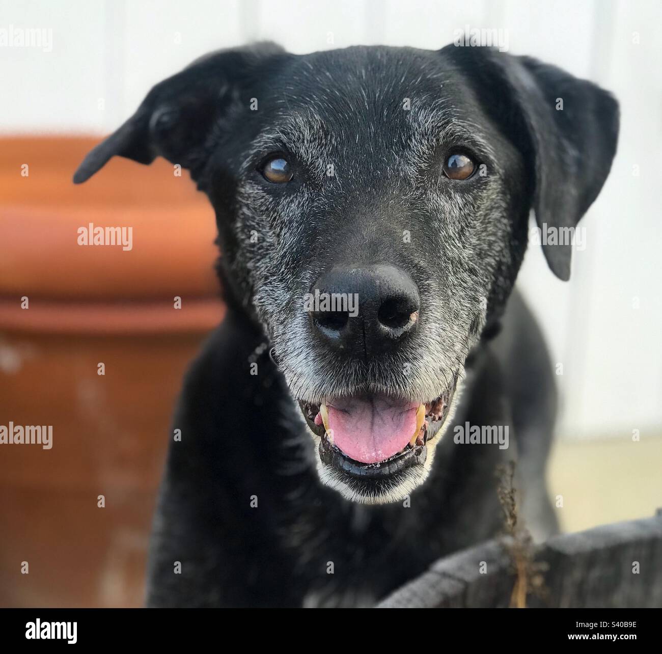 Perro negro de edad avanzada fotografías e imágenes de alta resolución -  Alamy